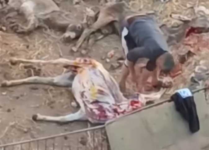 فيديو ذبح مجموعة من الحمير،و حالة من الذهول والقلق على مواقع التواصل الاجتماعي .