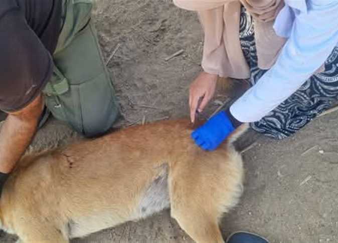 حملات ميدانية لتحصين الكلاب الضالة ضد «مرض السعار» بالعاشر من رمضان
