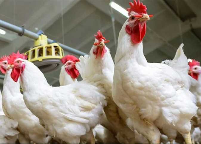 أسعار الفراخ وكرتونة البيض