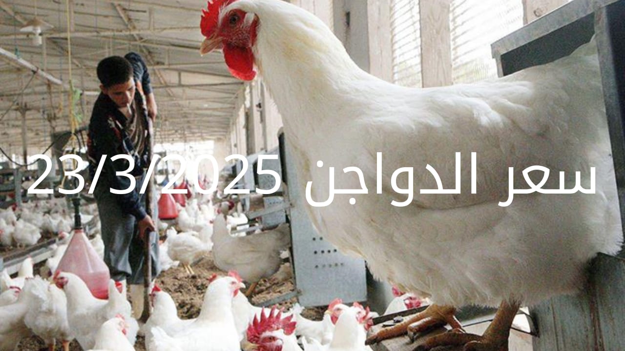 سعر الفراخ والبيض اليوم الأحد 23-3-2025 في بورصة الدواجن