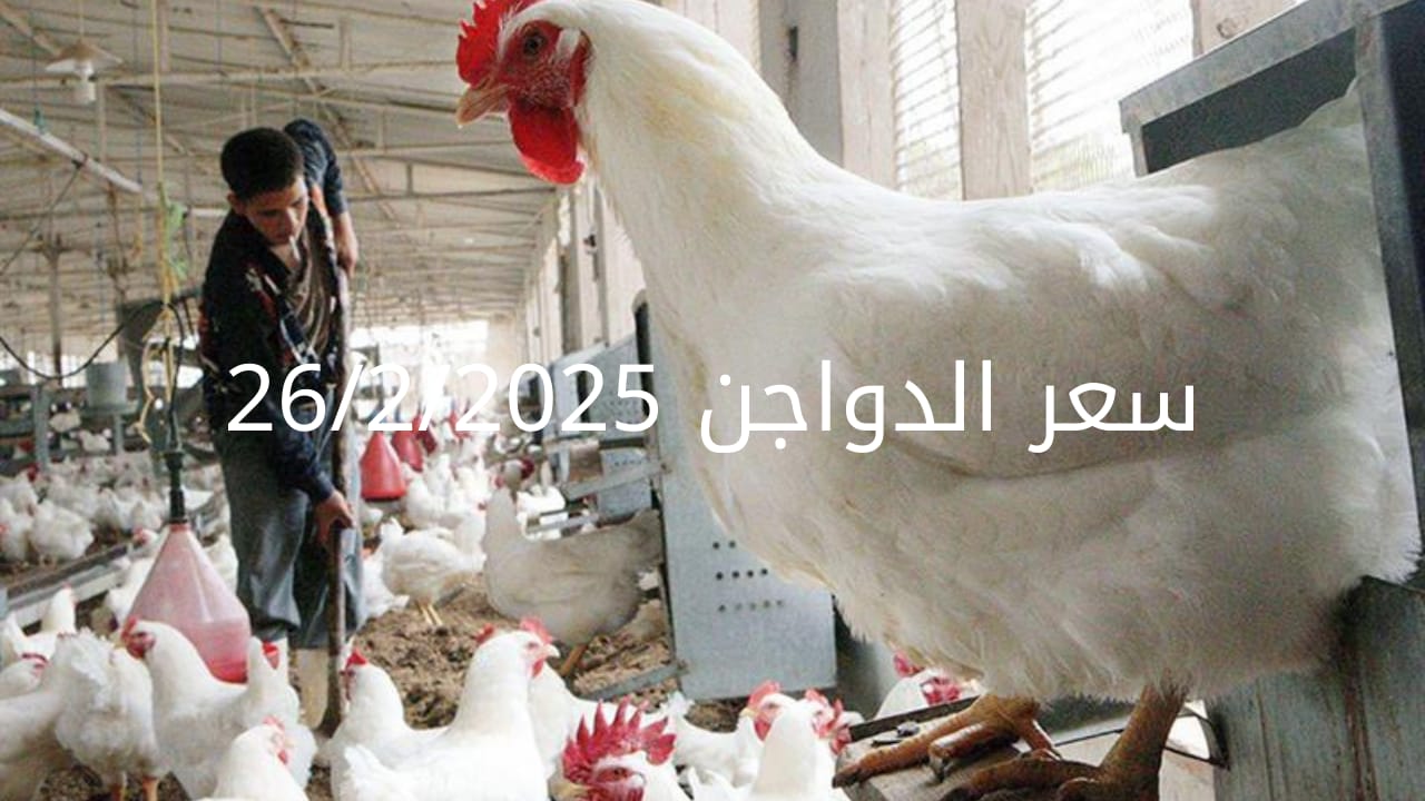 أسعار الفراخ البيضاء اليوم الأربعاء 26-2-2025 في شعبة الدواجن