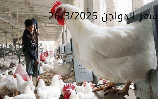 سعر الفراخ والبيض اليوم الأربعاء 26-3-2025 في بورصة الدواجن