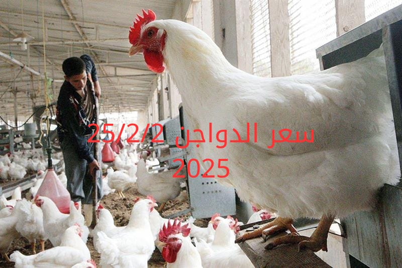 أسعار الفراخ البيضاء اليوم الثلاثاء 25-2-2025 في شعبة الدواجن