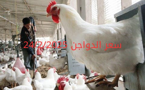 أسعار الفراخ البيضاء اليوم الاثنين 24-2-2025 في شعبة الدواجن