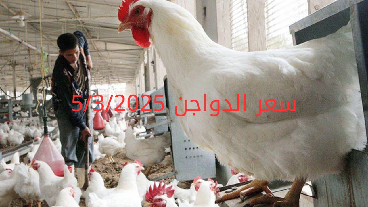 أسعار الفراخ البيضاء اليوم الأربعاء 5-3-2025 في شعبة الدواجن
