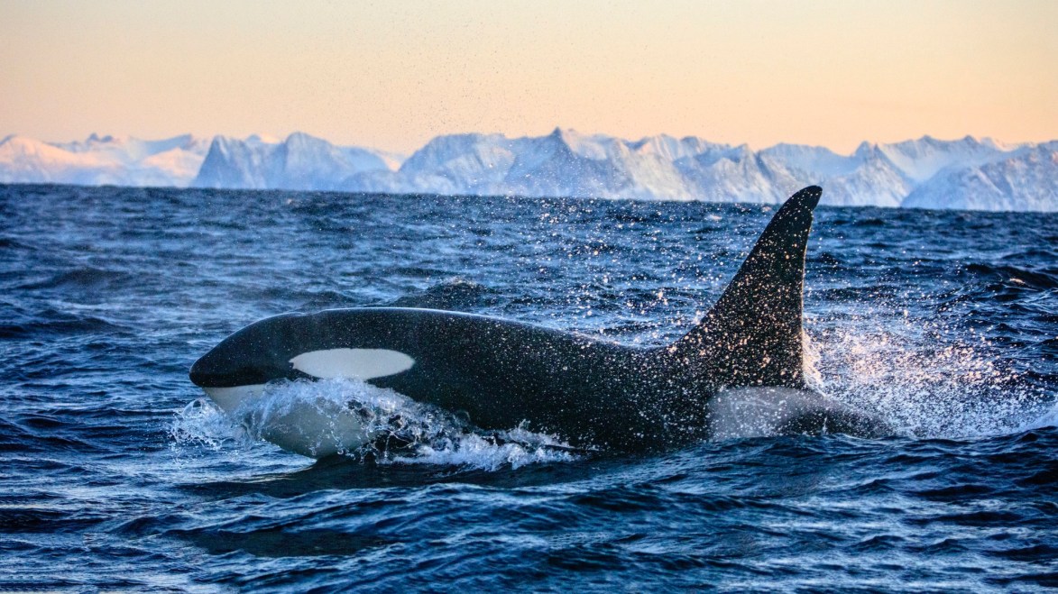 «غزوة الحيتان القاتلة».. كيف غير ذوبان الجليد موازين الحياة البحرية؟