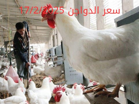 أسعار الفراخ البيضاء اليوم الاثنين 17-2-2025 في شعبة الدواجن