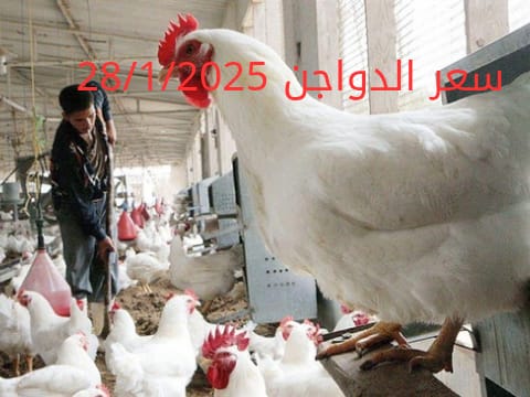 أسعار الفراخ البيضاء اليوم الثلاثاء 28-1-2025 في شعبة الدواجن