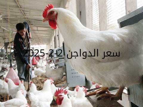 بورصة الدواجن اليوم الأحد 2-2-2025... مفاجأة في سعر الكتاكيت