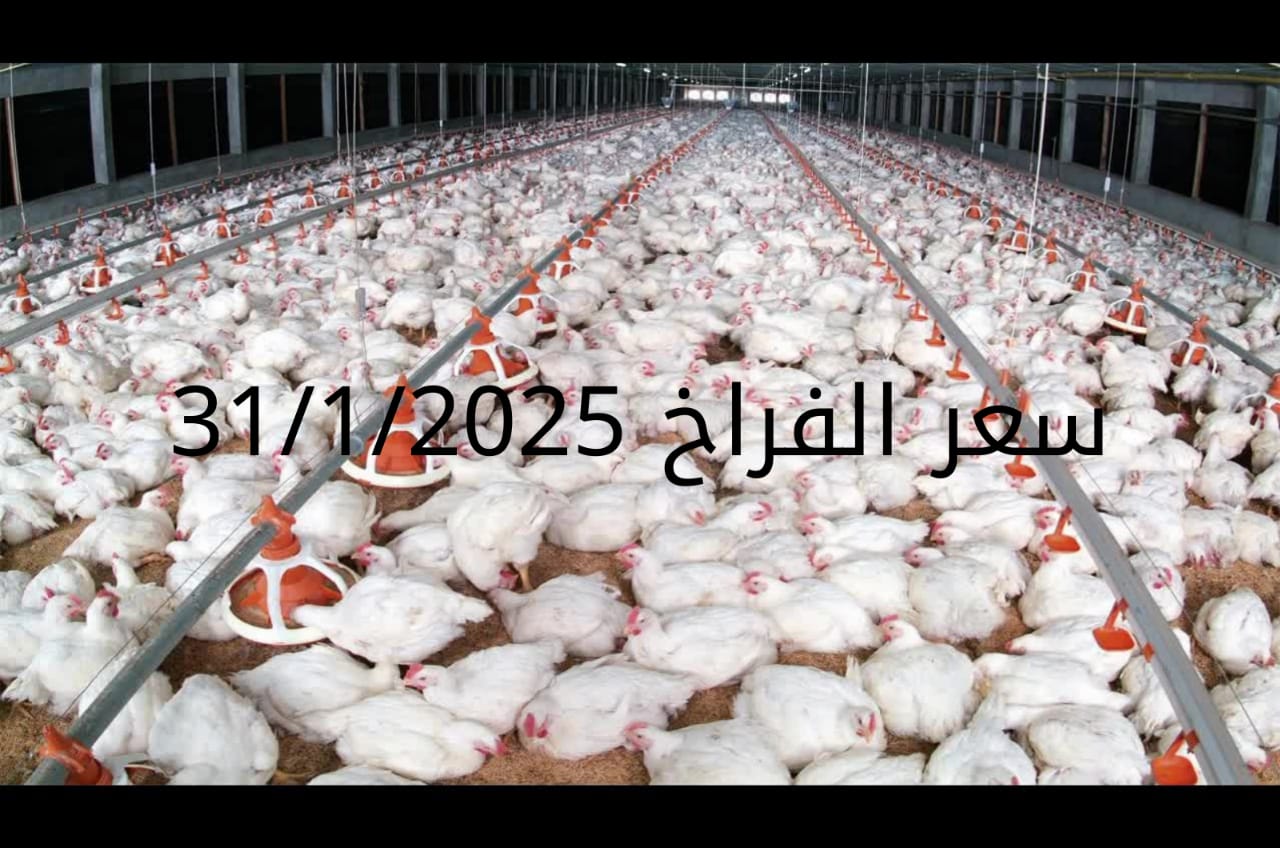 أسعار الفراخ البيضاء اليوم الجمعة 31-1-2025 في شعبة الدواجن