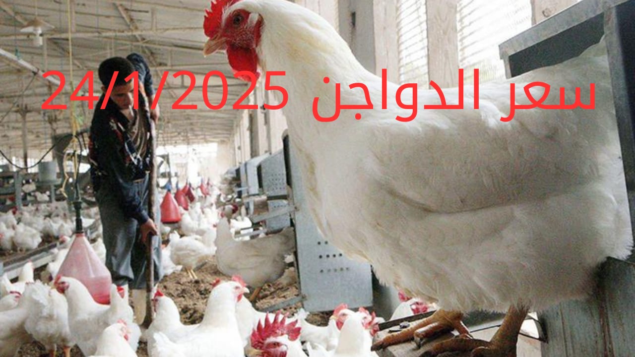 أسعار الفراخ البيضاء اليوم الجمعة 24-1-2025 في شعبة الدواجن