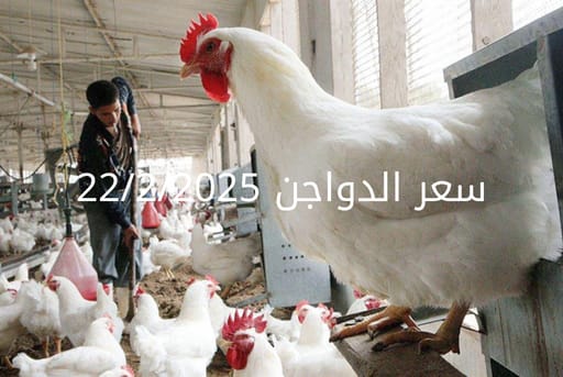 أسعار الفراخ البيضاء اليوم السبت 22-2-2025 في شعبة الدواجن