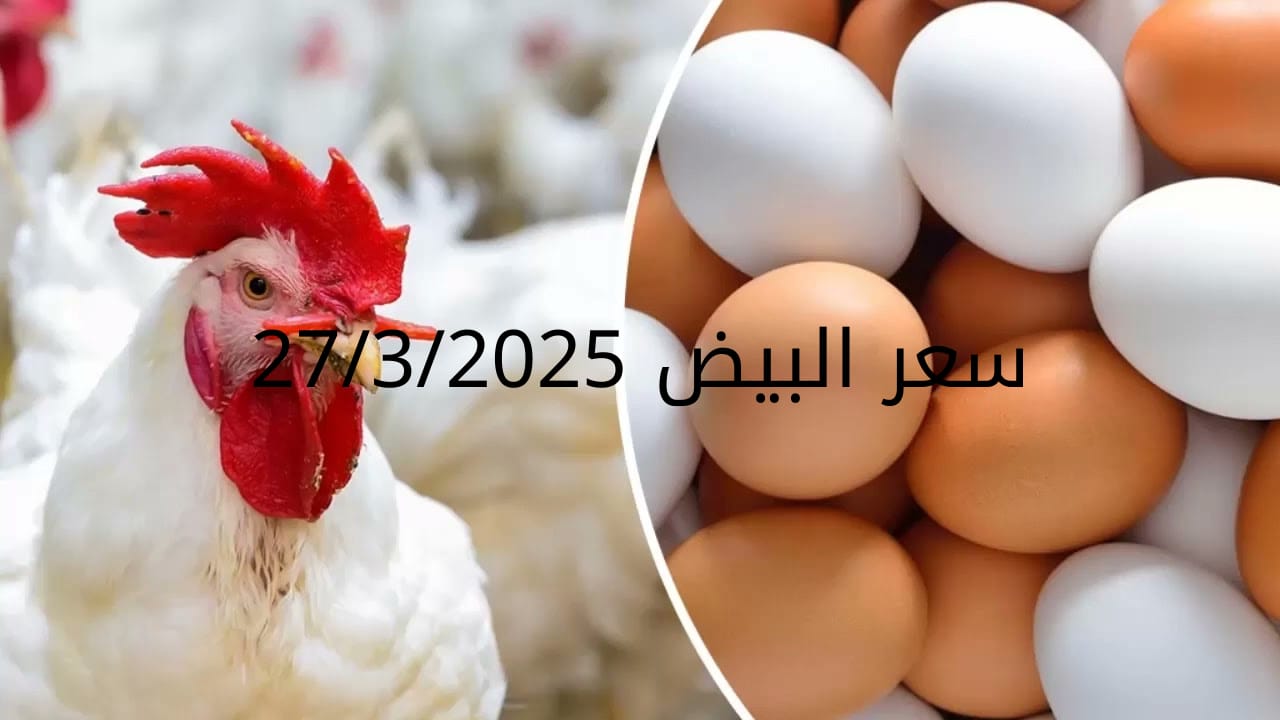 سعر الفراخ والبيض اليوم الخميس 27-3-2025 في بورصة الدواجن