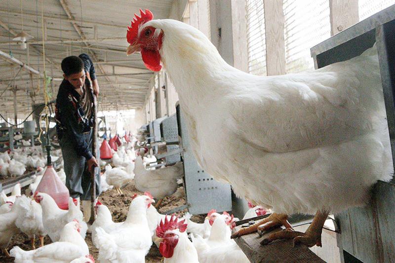 بورصة الدواجن اليوم الاثنين 4-8-2025... مفاجأة في سعر الفراخ البيضاء