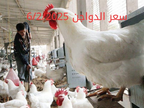أسعار الفراخ البيضاء اليوم الخميس 6-2-2025 في شعبة الدواجن