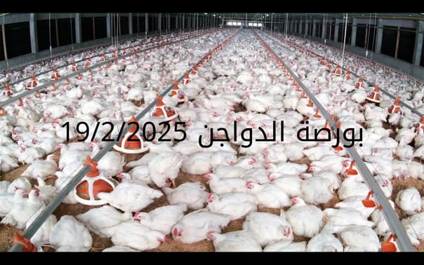أسعار الفراخ البيضاء اليوم الأربعاء 19-2-2025 في شعبة الدواجن