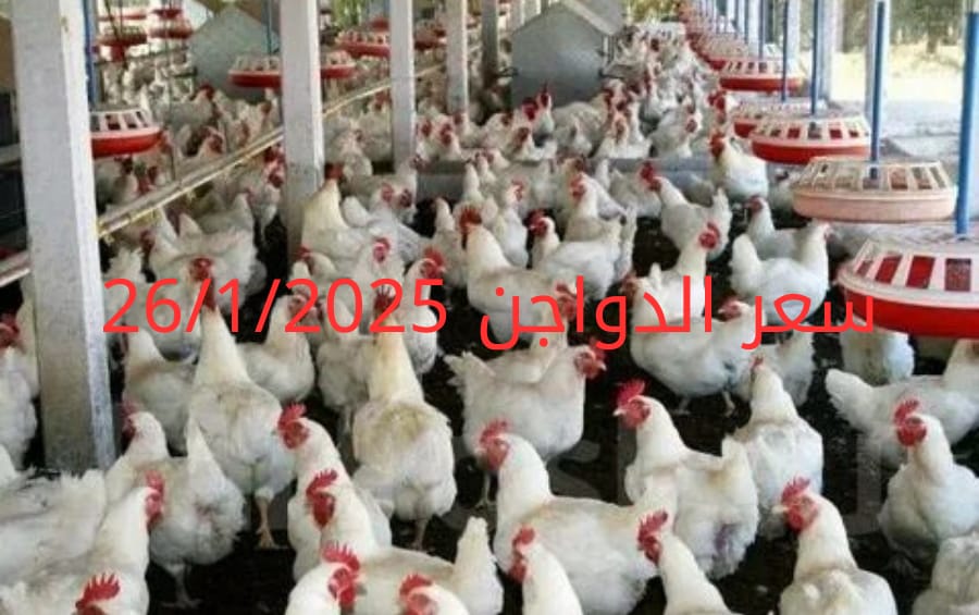 سعر الفراخ والبيض اليوم الأحد 26-1-2025 في بورصة الدواجن