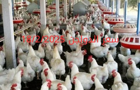 أسعار الفراخ البيضاء اليوم الثلاثاء 18-2-2025 في شعبة الدواجن