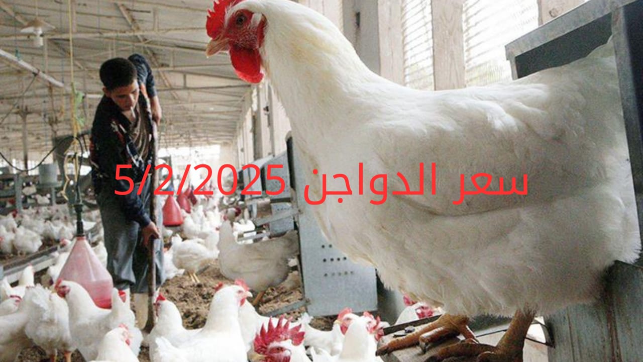 أسعار الفراخ البيضاء اليوم الأربعاء 5-1-2025 في شعبة الدواجن