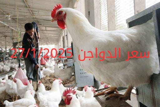 سعر الدواجن اليوم الاثنين 27-1-2025