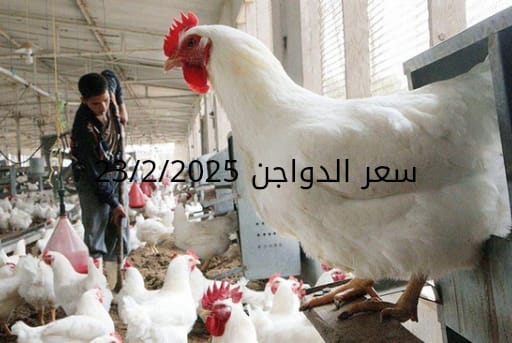أسعار الفراخ البيضاء اليوم الأحد 23-2-2025 في شعبة الدواجن