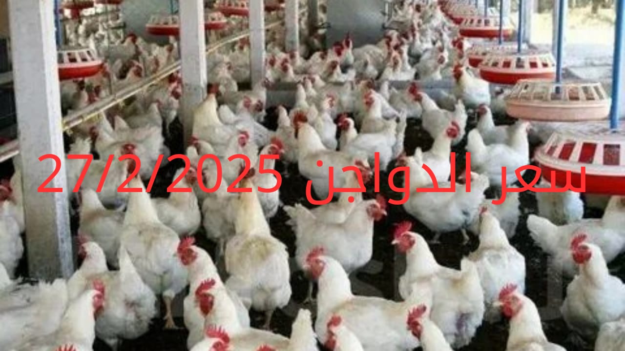 أسعار الفراخ البيضاء اليوم الخميس27-2-2025 في شعبة الدواجن