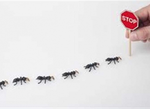 4 طرق منزلية للتخلص من النمل (تعرفي عليها)