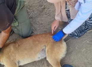 حملات ميدانية لتحصين الكلاب الضالة ضد «مرض السعار» بالعاشر من رمضان