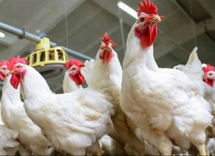 أسعار الفراخ وكرتونة البيض