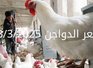 سعر الفراخ والبيض اليوم الأحد 23-3-2025 في بورصة الدواجن