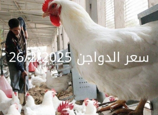 أسعار الفراخ البيضاء اليوم الأربعاء 26-2-2025 في شعبة الدواجن