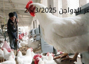 سعر الفراخ والبيض اليوم الأربعاء 26-3-2025 في بورصة الدواجن