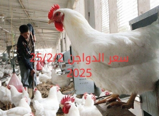 أسعار الفراخ البيضاء اليوم الثلاثاء 25-2-2025 في شعبة الدواجن
