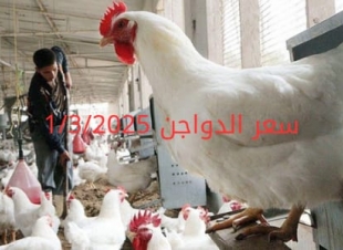 أسعار الفراخ البيضاء اليوم السبت 1-3-2025 في شعبة الدواجن