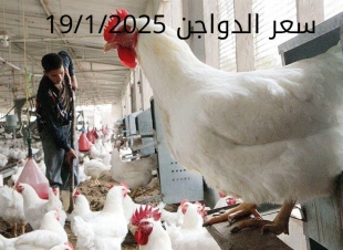 سعر الدواجن اليوم الأحد 19-1-2025