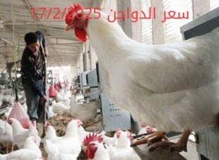 أسعار الفراخ البيضاء اليوم الاثنين 17-2-2025 في شعبة الدواجن