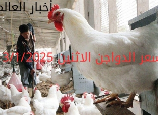 سعر الدواجن اليوم الاثنين 13-1-2025