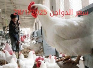 أسعار الفراخ البيضاء اليوم الثلاثاء 28-1-2025 في شعبة الدواجن