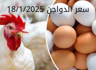 سعر الدواجن والبيض اليوم السبت 18-1-2025