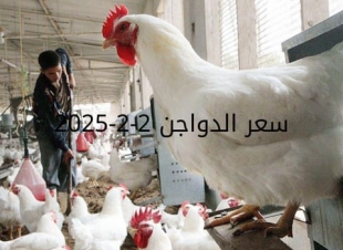 بورصة الدواجن اليوم الأحد 2-2-2025... مفاجأة في سعر الكتاكيت