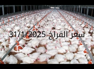 أسعار الفراخ البيضاء اليوم الجمعة 31-1-2025 في شعبة الدواجن