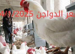 أسعار الفراخ البيضاء اليوم الجمعة 24-1-2025 في شعبة الدواجن