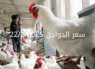 أسعار الفراخ البيضاء اليوم السبت 22-2-2025 في شعبة الدواجن