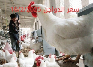 بورصة الدواجن اليوم الأحد 16-2-2025... مفاجأة في سعر الفراخ االبيضاء