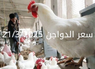 سعر الفراخ والبيض اليوم الجمعة 21-3-2025 في بورصة الدواجن