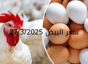 سعر الفراخ والبيض اليوم الخميس 27-3-2025 في بورصة الدواجن
