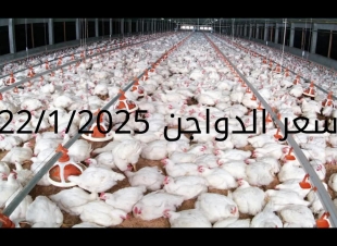 سعر الدواجن والبيض اليوم الأربعاء 22-1-2025