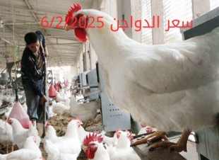 أسعار الفراخ البيضاء اليوم الخميس 6-2-2025 في شعبة الدواجن