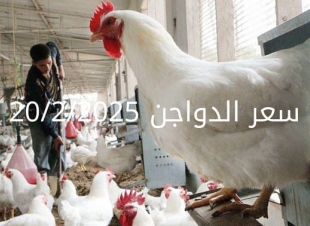 أسعار الفراخ البيضاء اليوم الخميس 20-2-2025 في شعبة الدواجن
