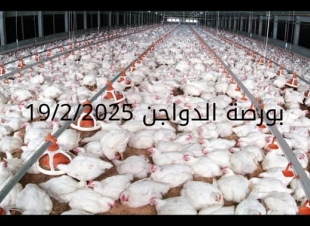 أسعار الفراخ البيضاء اليوم الأربعاء 19-2-2025 في شعبة الدواجن